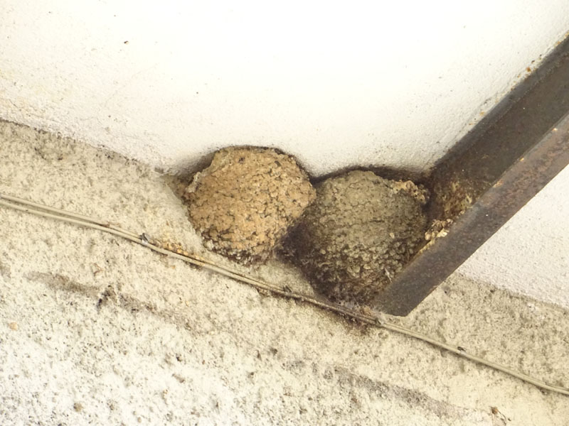 nido di balestruccio: Delichon urbicum